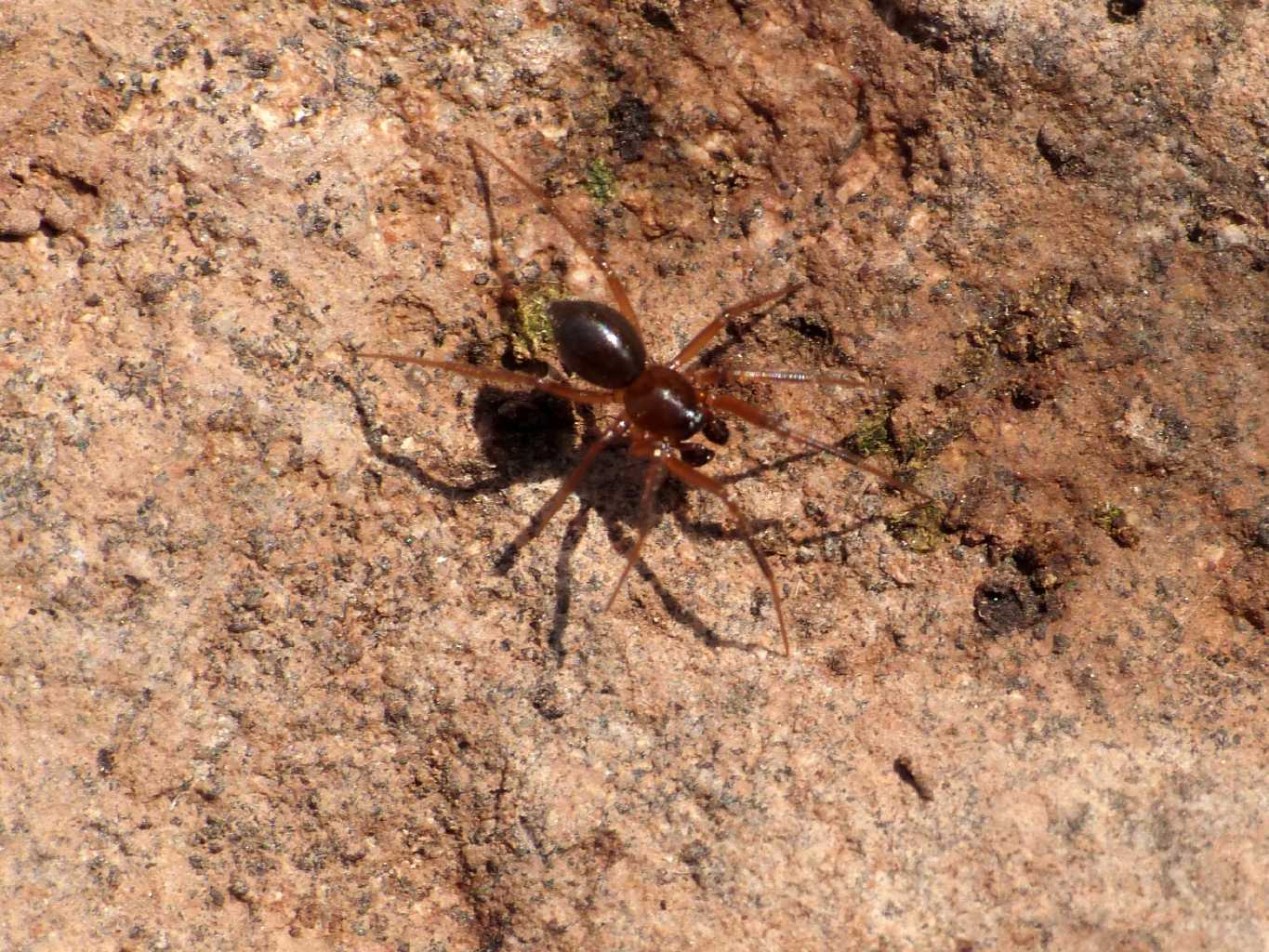 Maschio di Linyphiidae - Caffarella (RM)